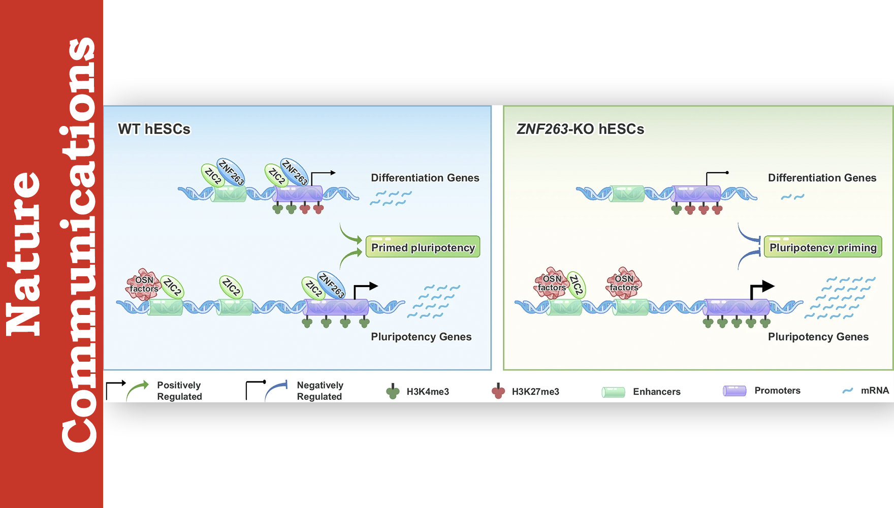 營養與健康所邵振研究組運用“干濕”交叉方式揭示ZNF263調控人胚胎干細胞始發多能態和胚層分化